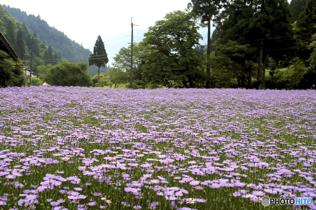 北山友禅菊　３