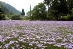北山友禅菊　３