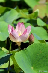 ハスの花