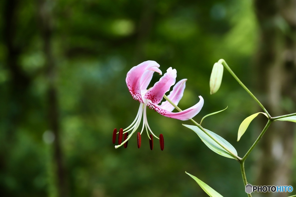 夏の花