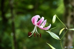 夏の花