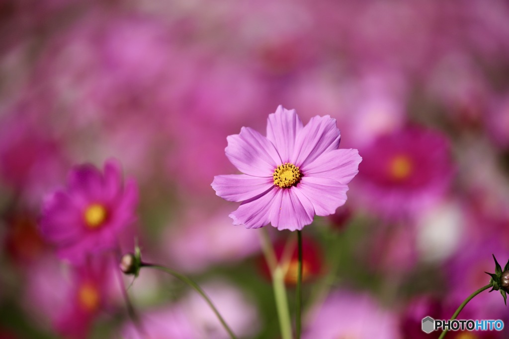 秋桜