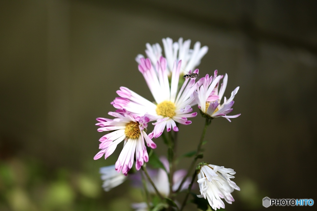菊