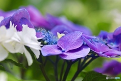 紫陽花