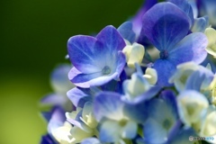 紫陽花　１１