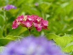 紫陽花　９