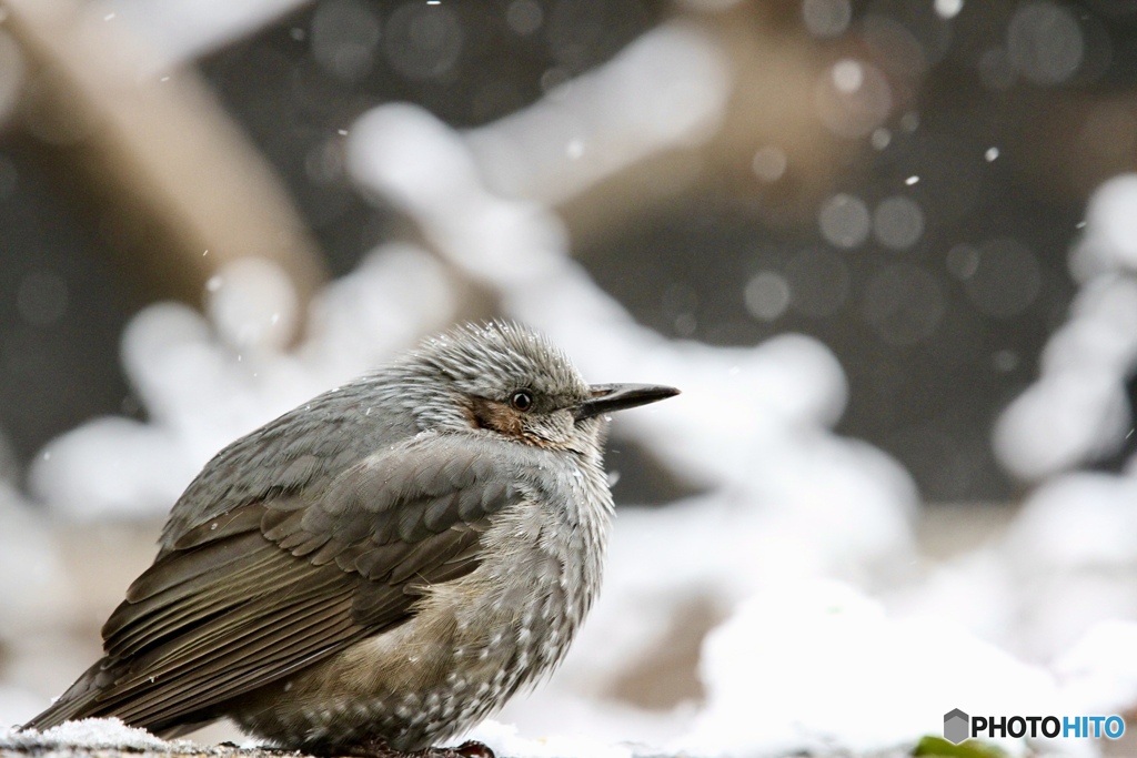 雪ヒヨ〜