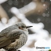 雪ヒヨ〜