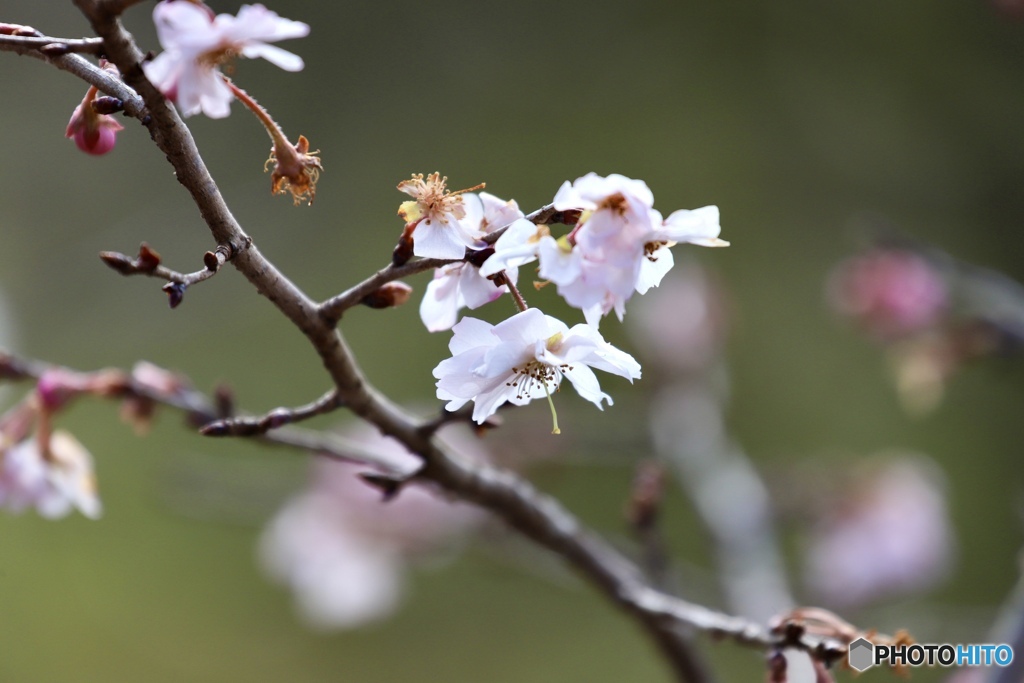 十月桜