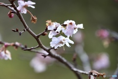 十月桜
