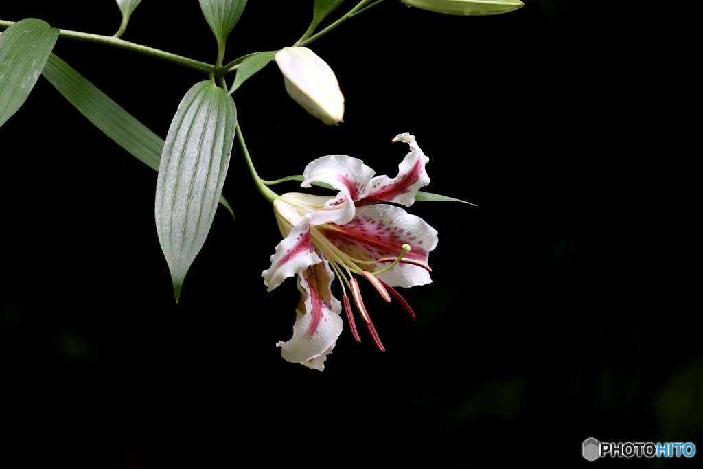 夏の花　８