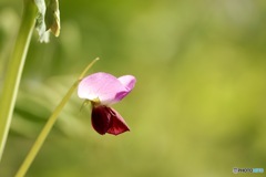 エンドウの花