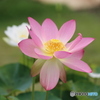 蓮の花