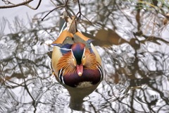 オシドリくん　２