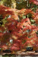 紅葉