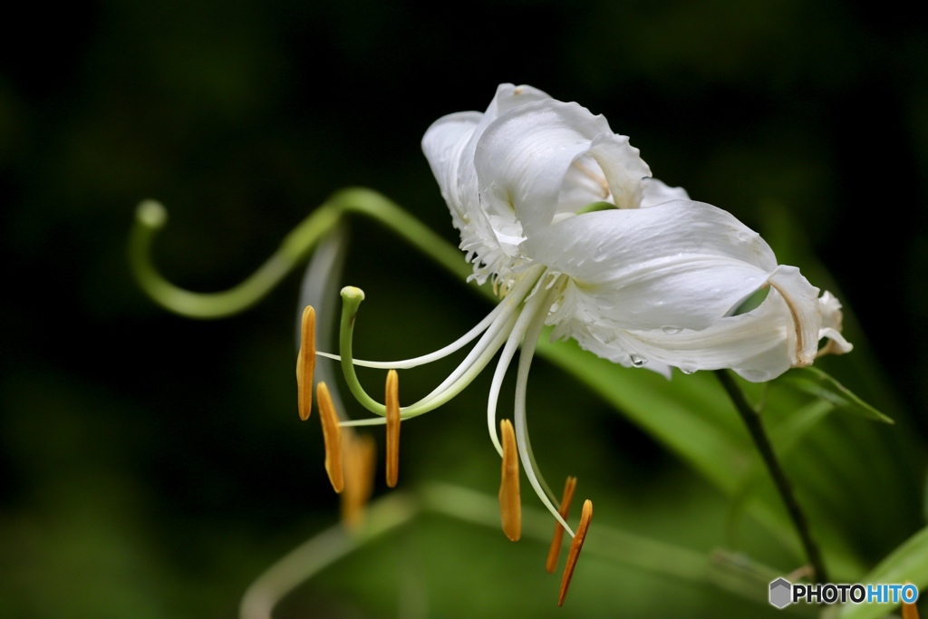 夏の花