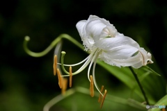 夏の花
