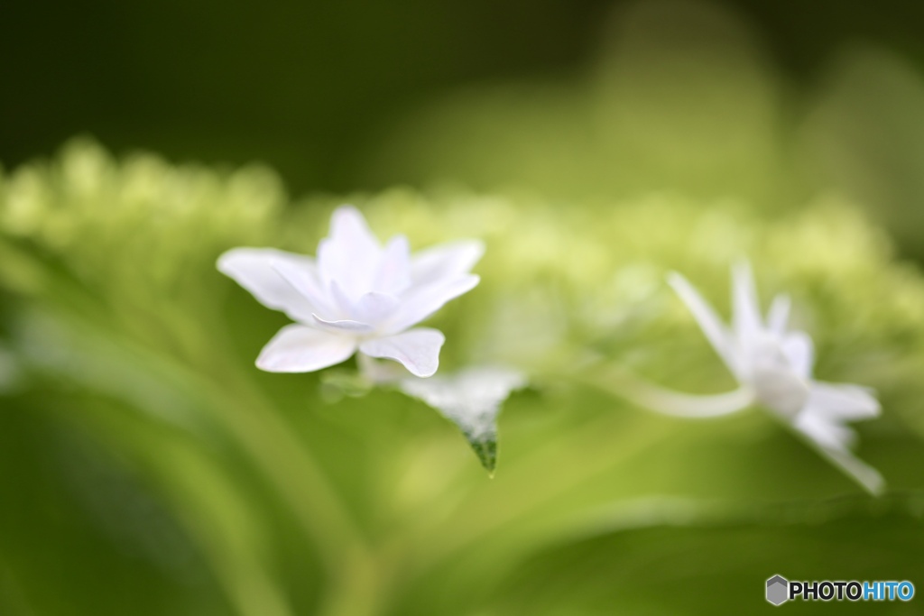 紫陽花　１３