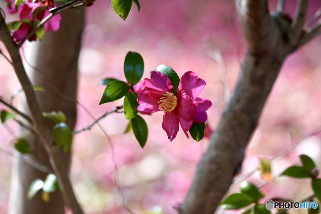 山茶花