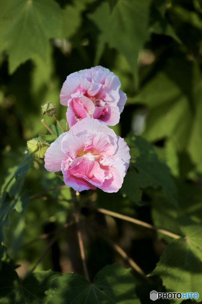 酔芙蓉