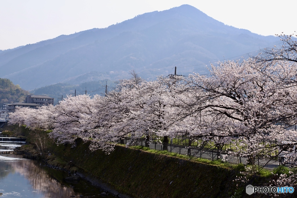 桜　１１