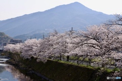 桜　１１