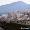 桜　１１