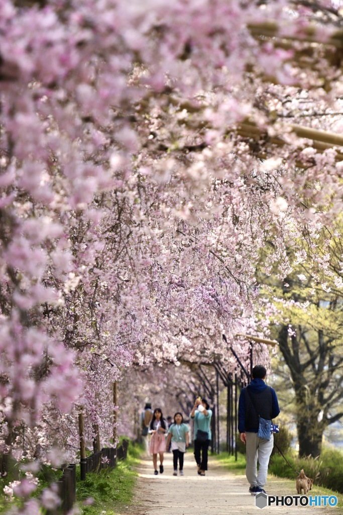 桜の散歩道　２