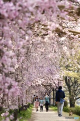 桜の散歩道　２