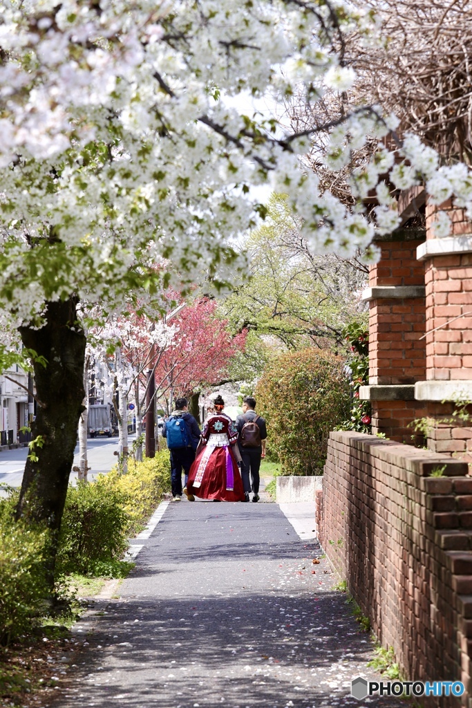 桜の散歩道　３