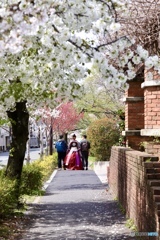 桜の散歩道　３