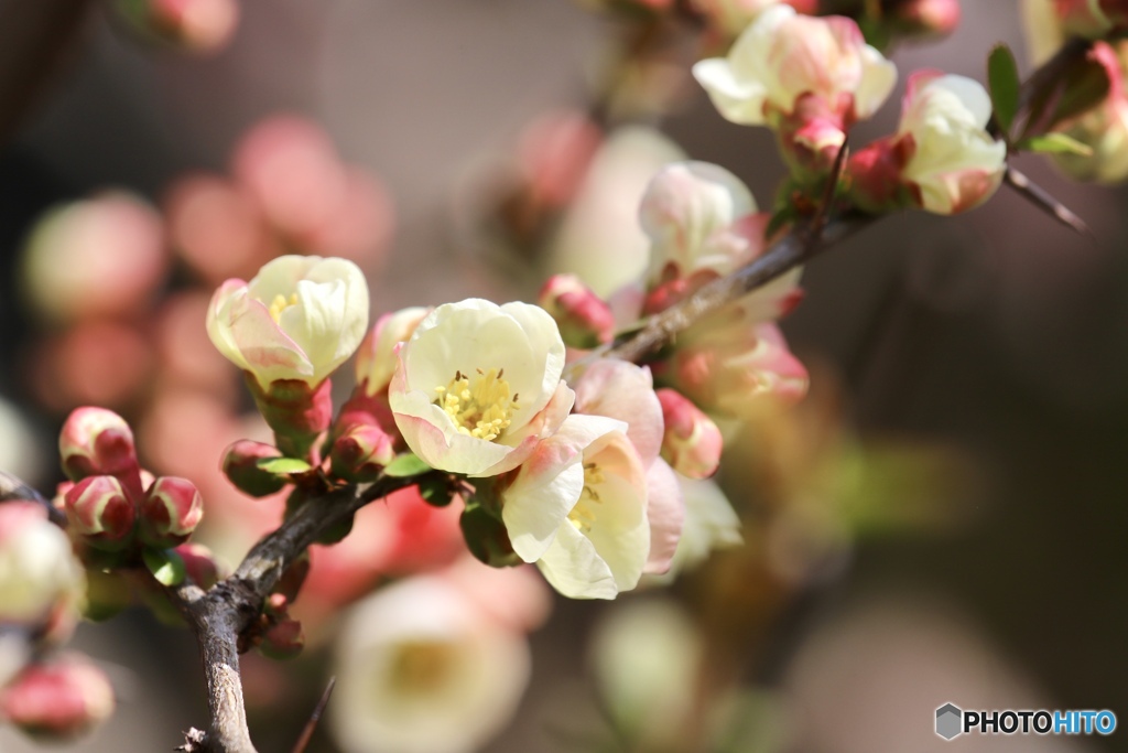 木瓜の花