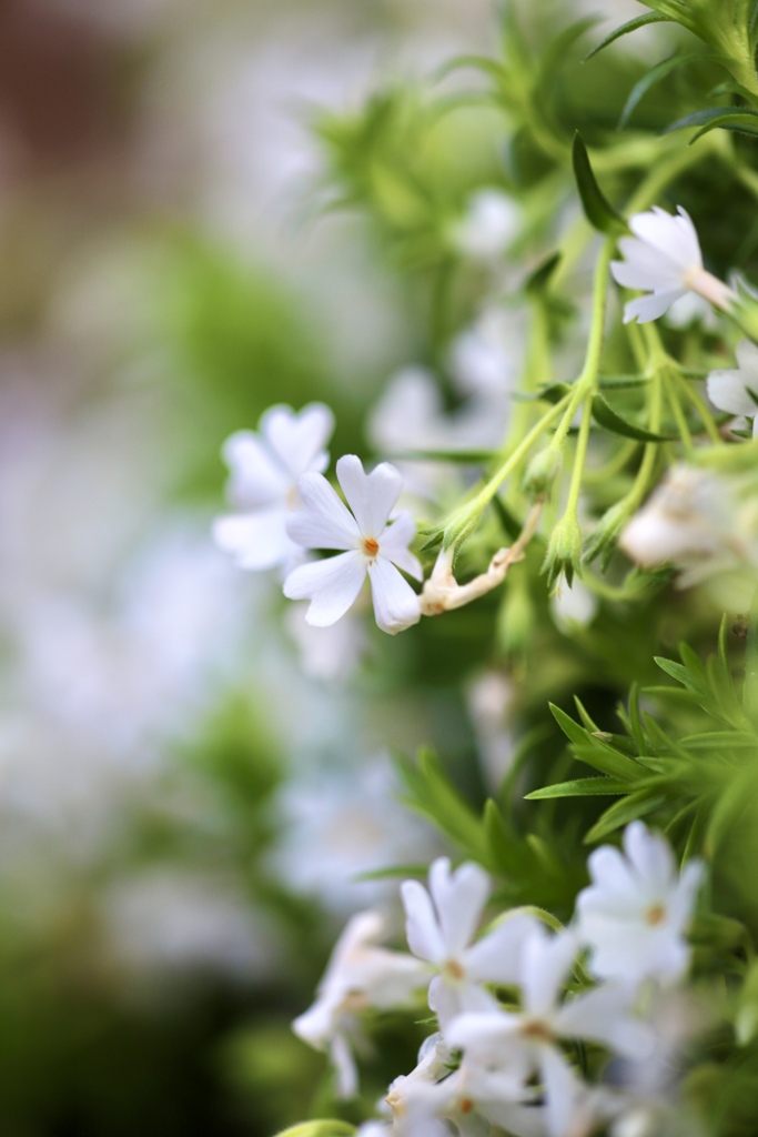 芝　桜