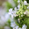 芝　桜