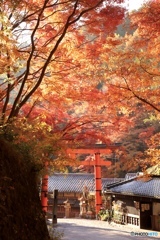 紅葉鳥居