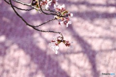 桜　１９
