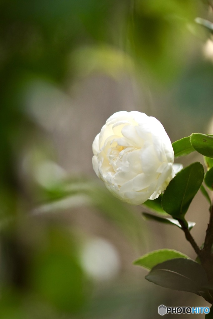 山茶花