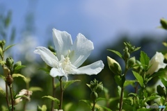 夏の花