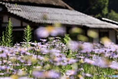 北山友禅菊　３