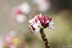 庭の花