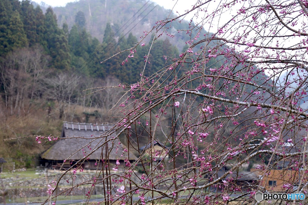 山里の春