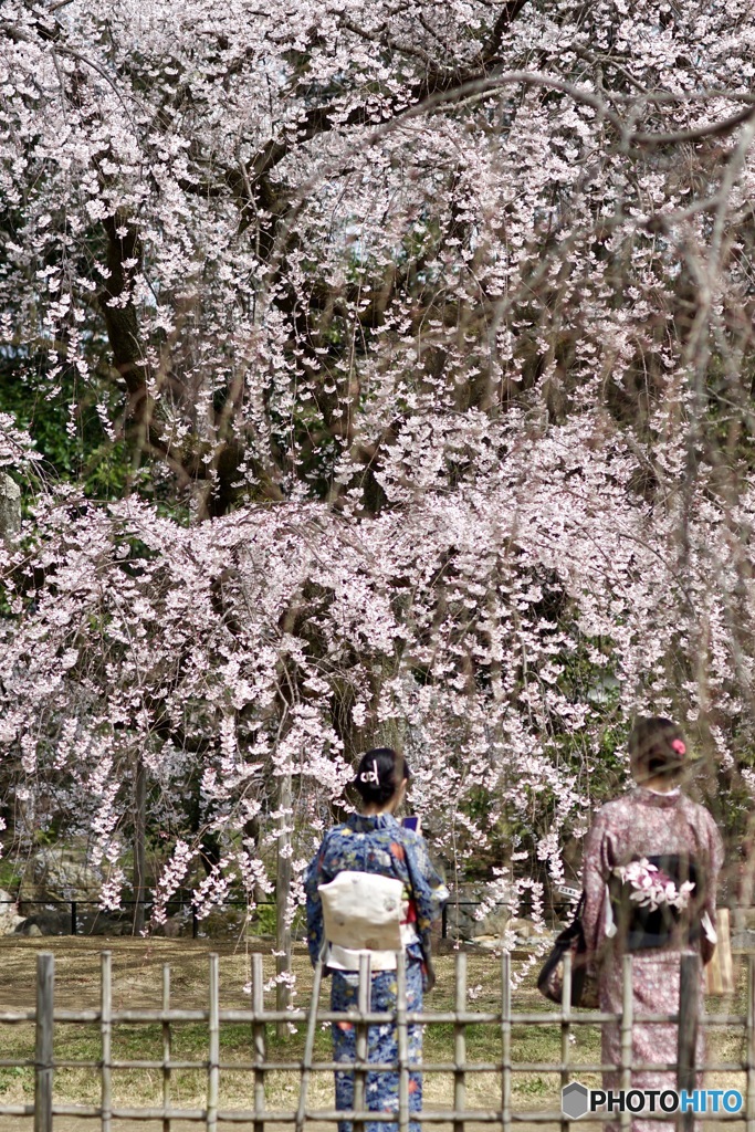 桜　２