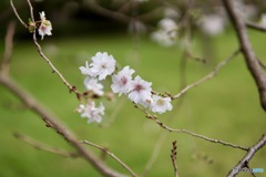 秋の桜　２