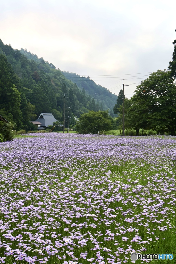 北山友禅菊