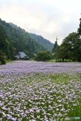 北山友禅菊
