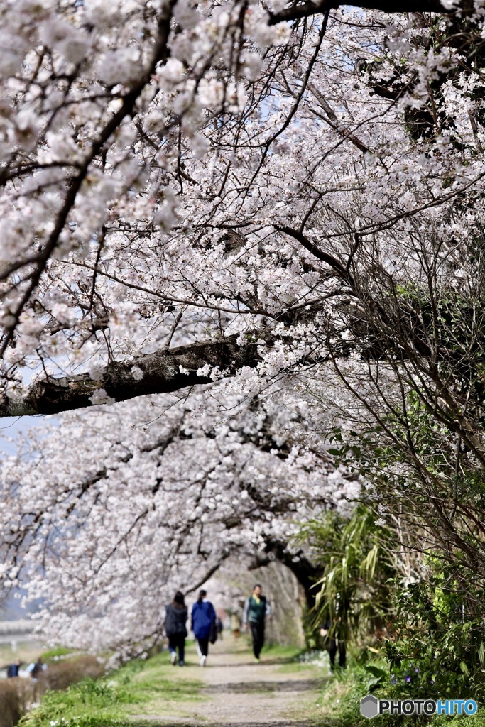 桜の散歩道