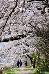 桜の散歩道