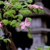 ハナミズキ