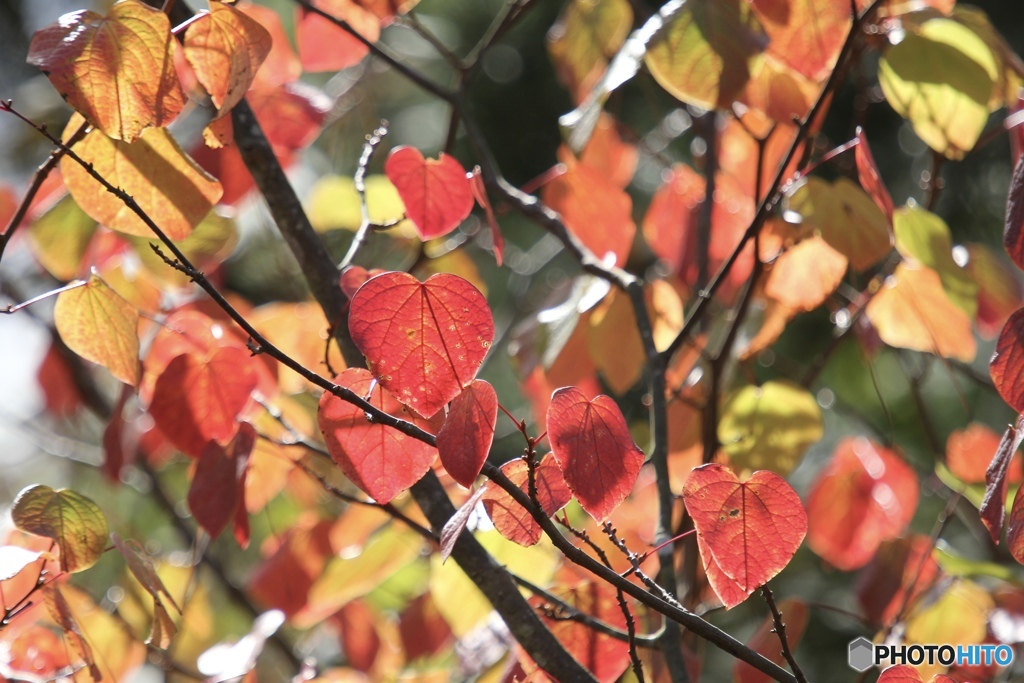 紅いハート