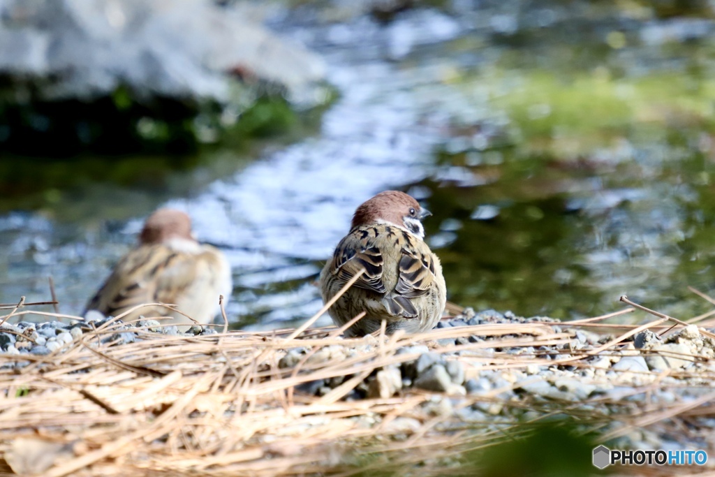 水辺のふたり